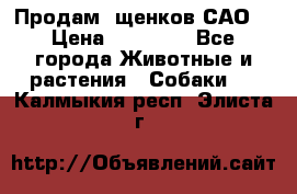 Продам ,щенков САО. › Цена ­ 30 000 - Все города Животные и растения » Собаки   . Калмыкия респ.,Элиста г.